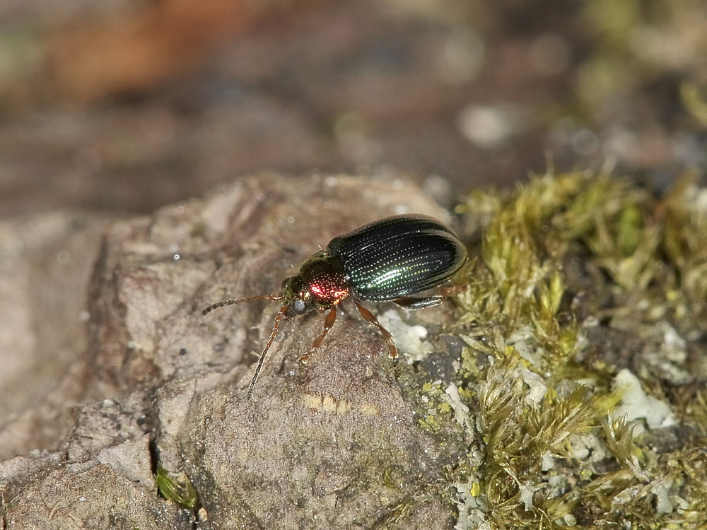 Crepidodera aurata?
